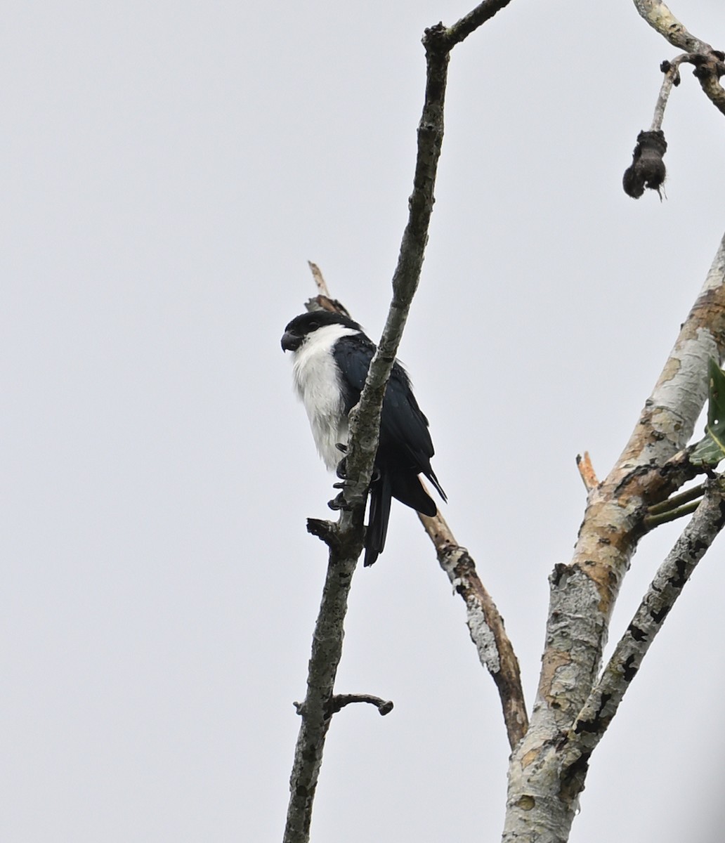 Philippine Falconet - ML640820388