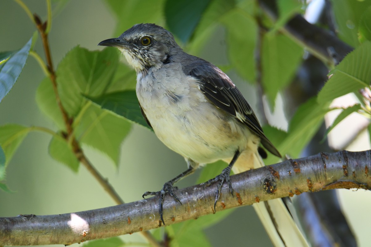 Northern Mockingbird - ML640820392