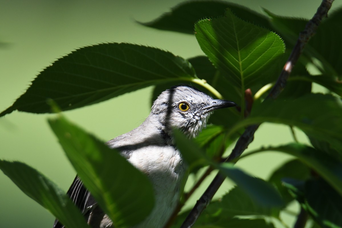 Northern Mockingbird - ML640820394