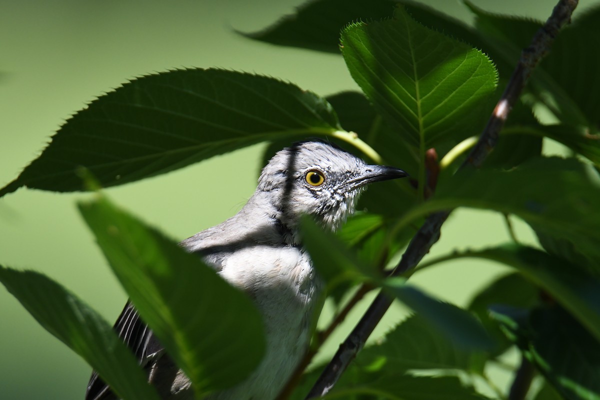 Northern Mockingbird - ML640820395