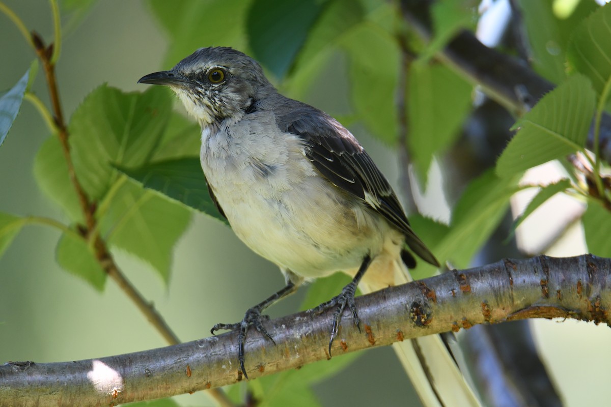 Northern Mockingbird - ML640820396