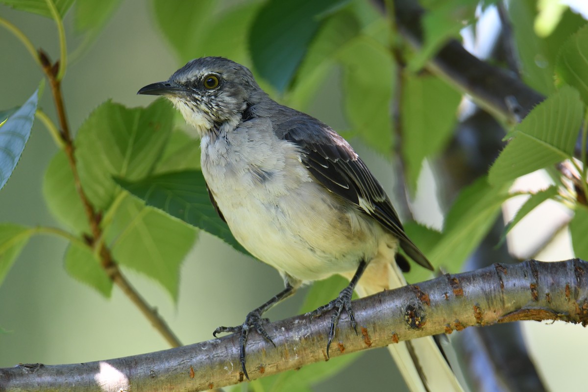 Northern Mockingbird - ML640820397