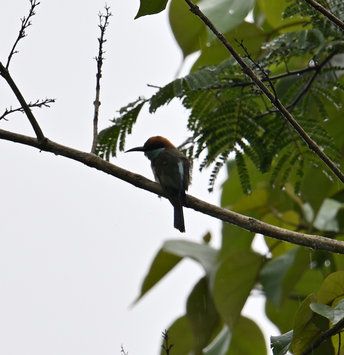 Rufous-crowned Bee-eater - ML640820403