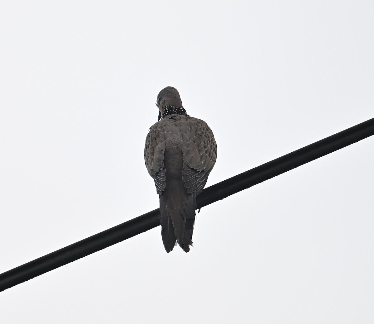 Spotted Dove - ML640820406