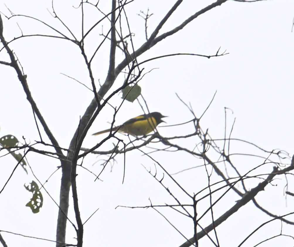 Scarlet Minivet - ML640820426