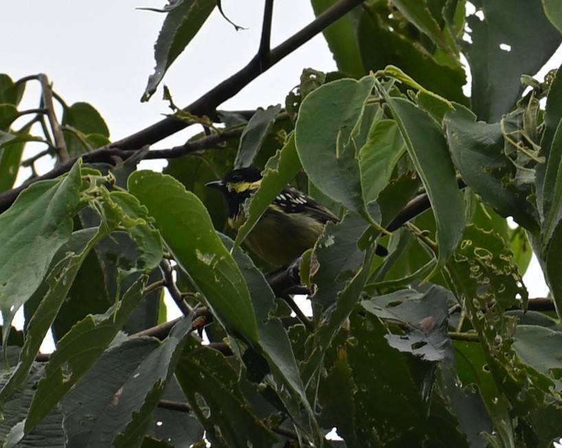 Elegant Tit - ML640820443