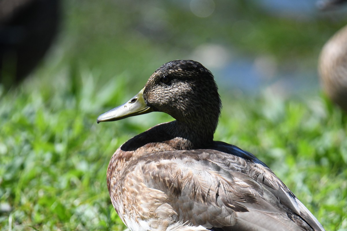 Mallard - ML640820455