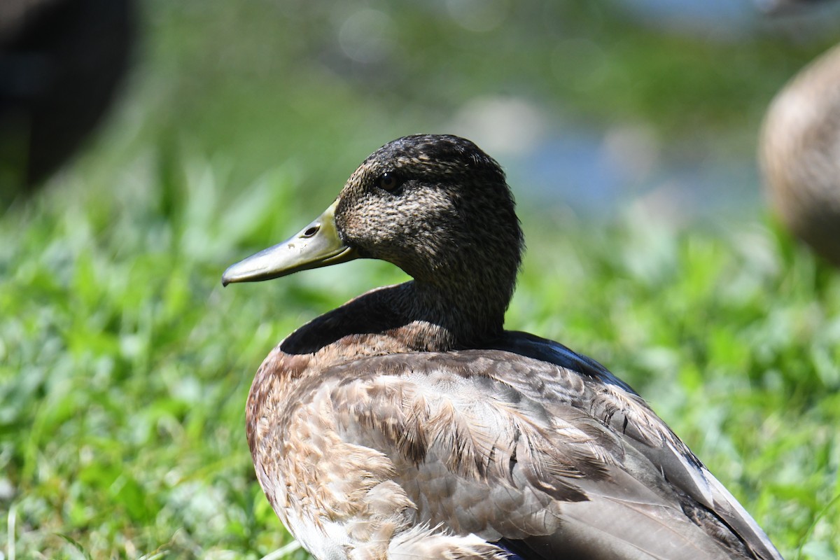 Mallard - ML640820456