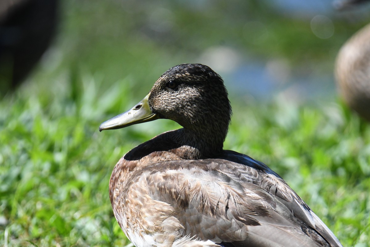 Mallard - ML640820457