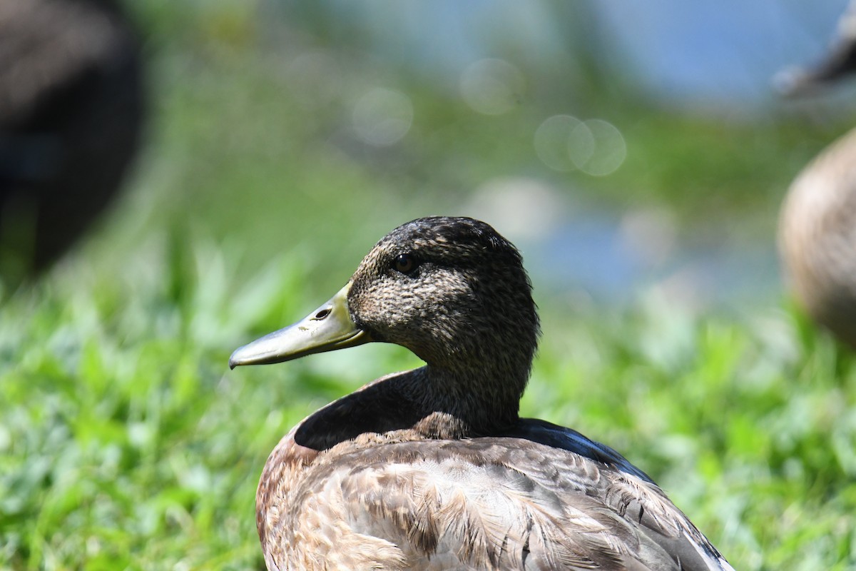 Mallard - ML640820458