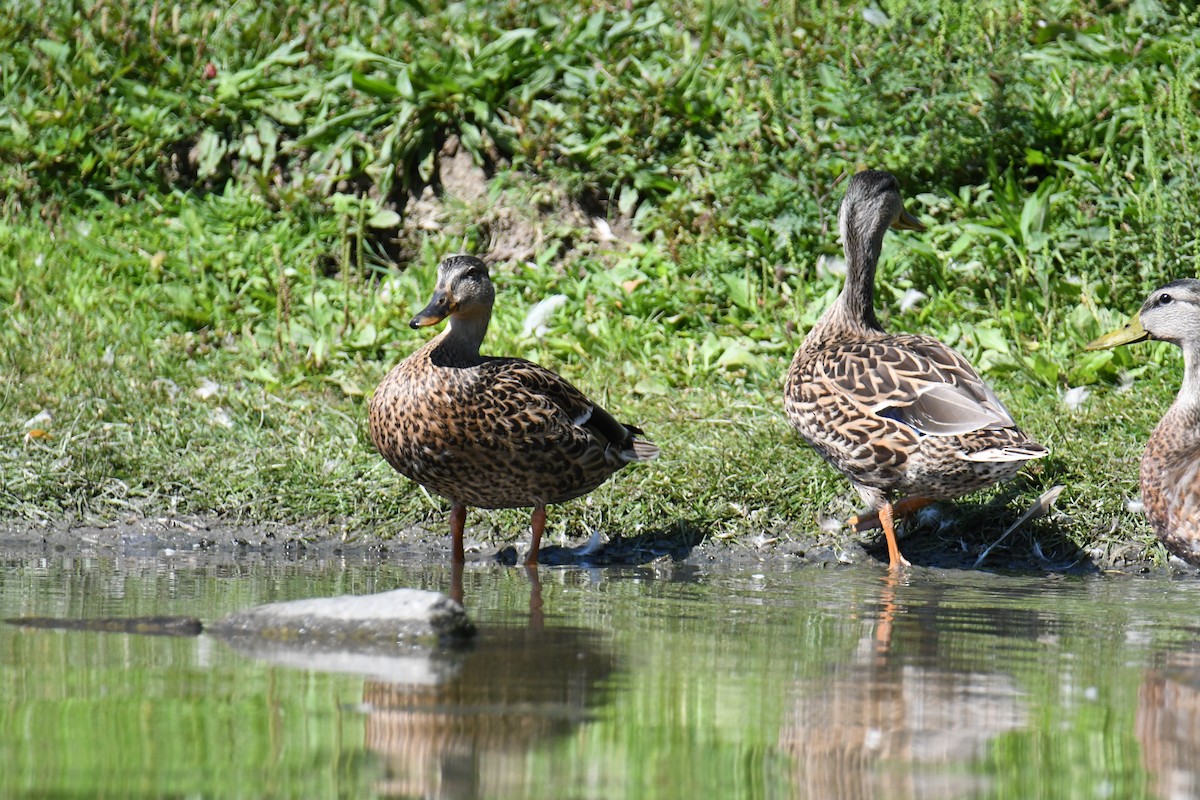 Mallard - ML640820459