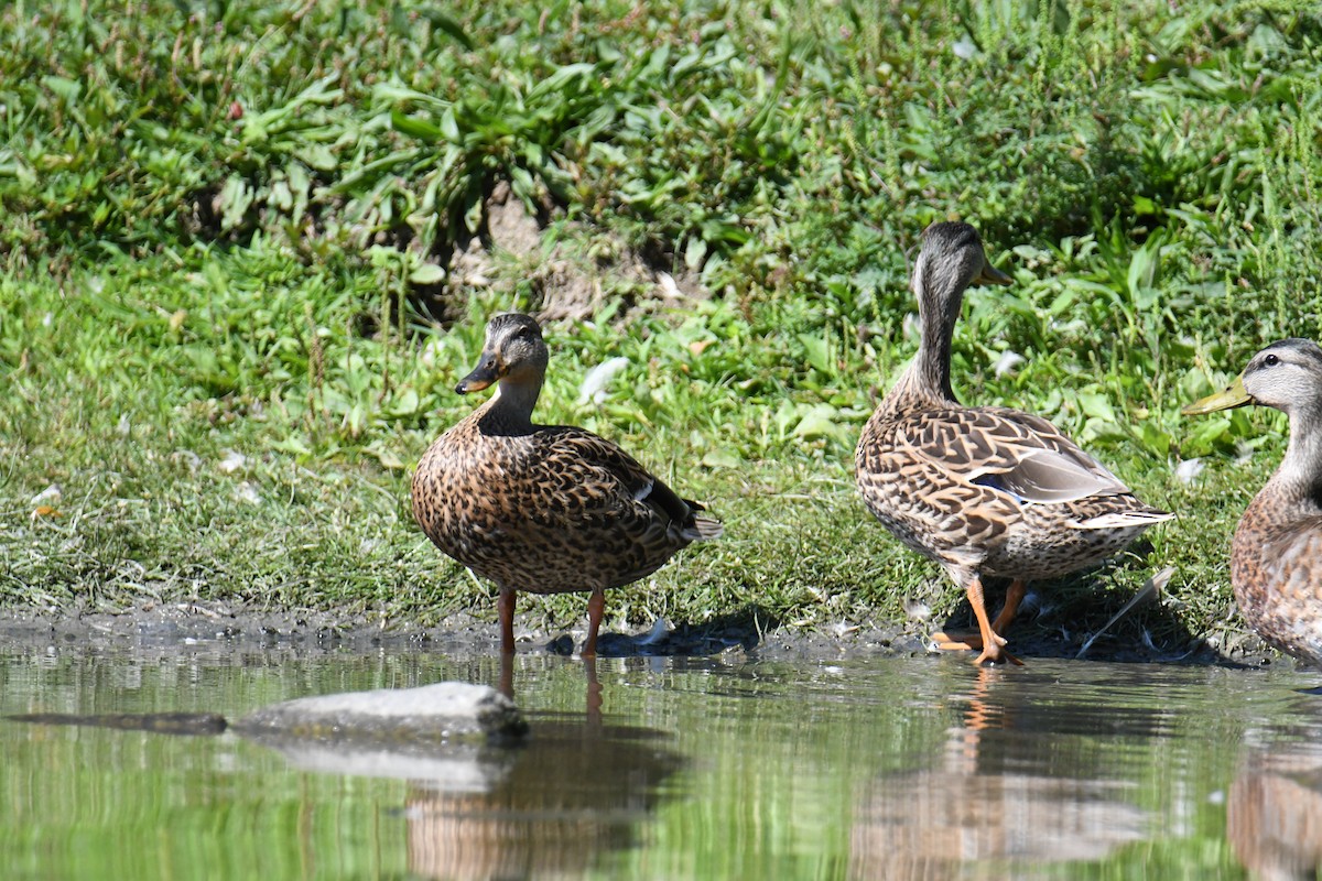 Mallard - ML640820460