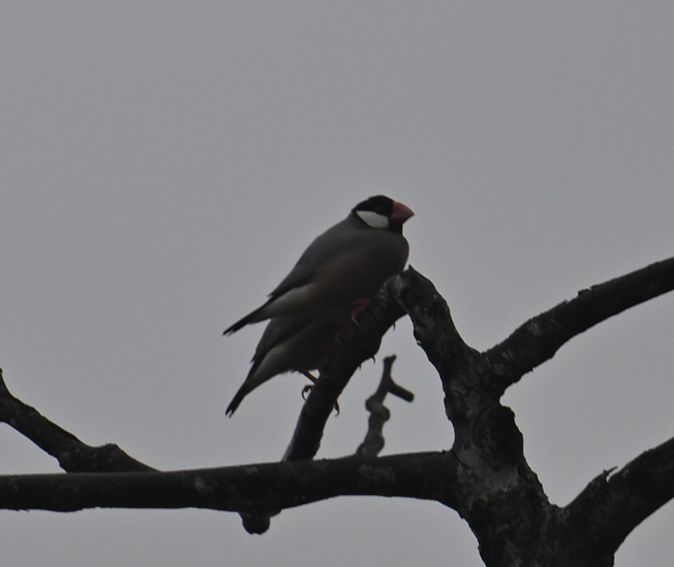 Java Sparrow - ML640820471