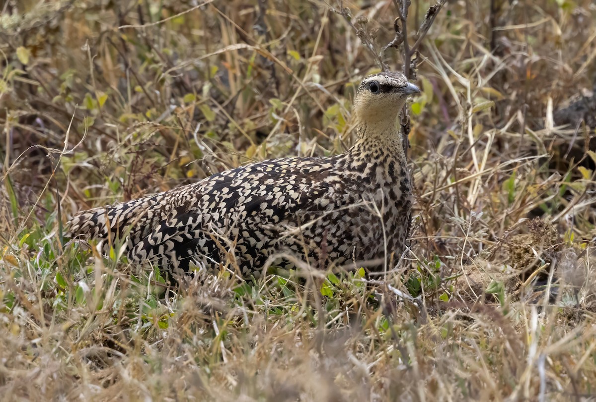 Yellow-throated Sandgrouse - ML640820473