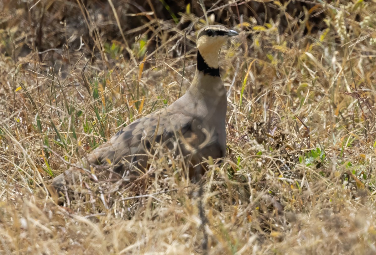 Yellow-throated Sandgrouse - ML640820474