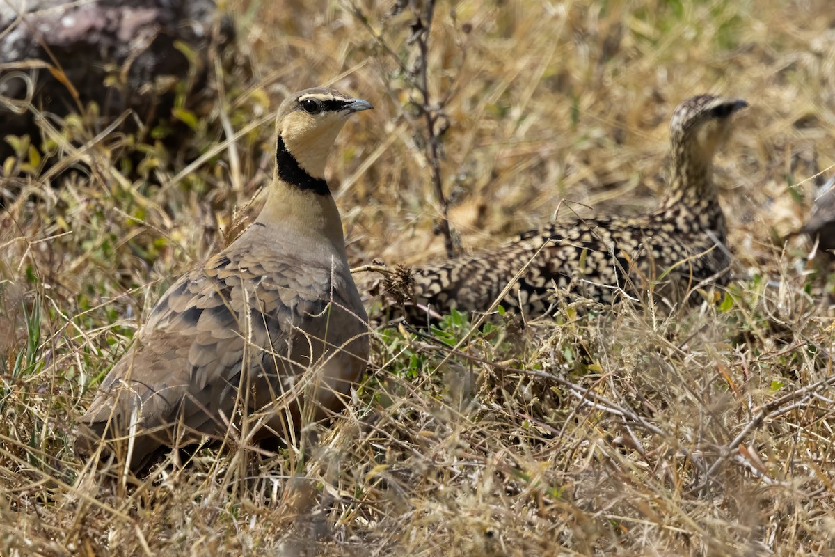 Yellow-throated Sandgrouse - ML640820475