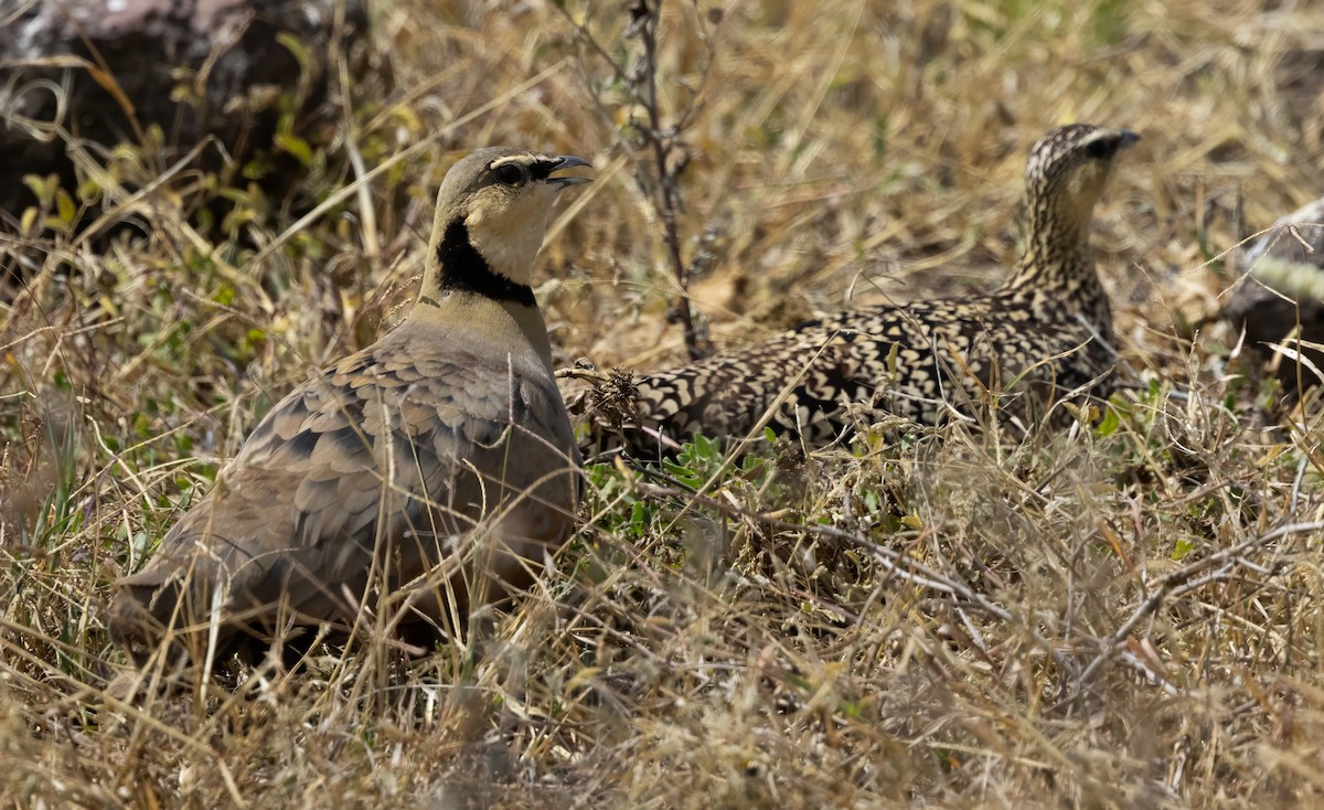 Yellow-throated Sandgrouse - ML640820476
