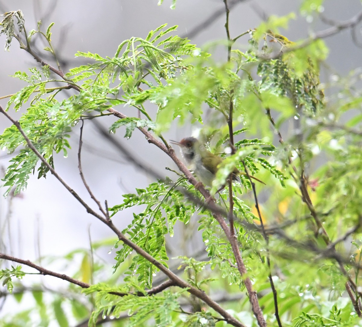 Rufous-fronted Tailorbird - ML640820478