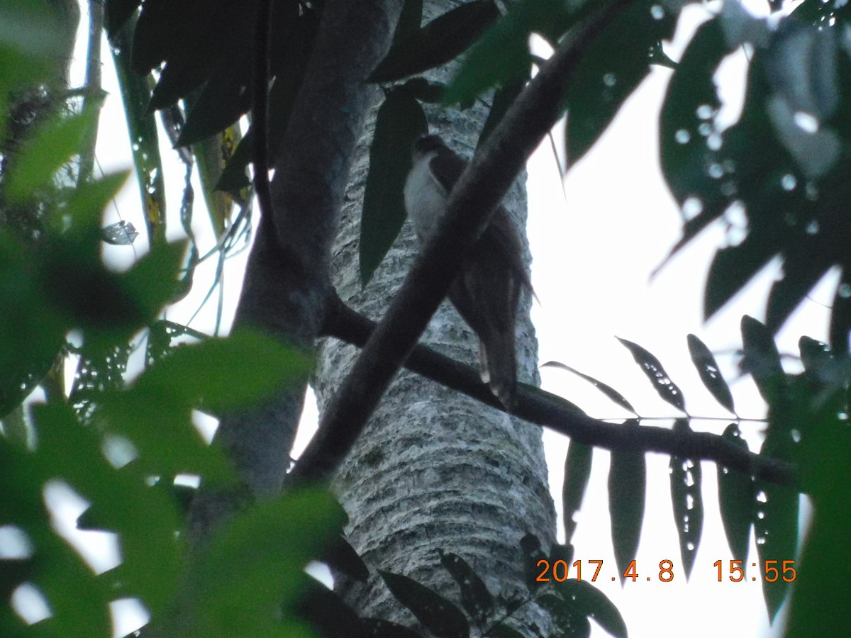 Banded Bay Cuckoo - ML64082051