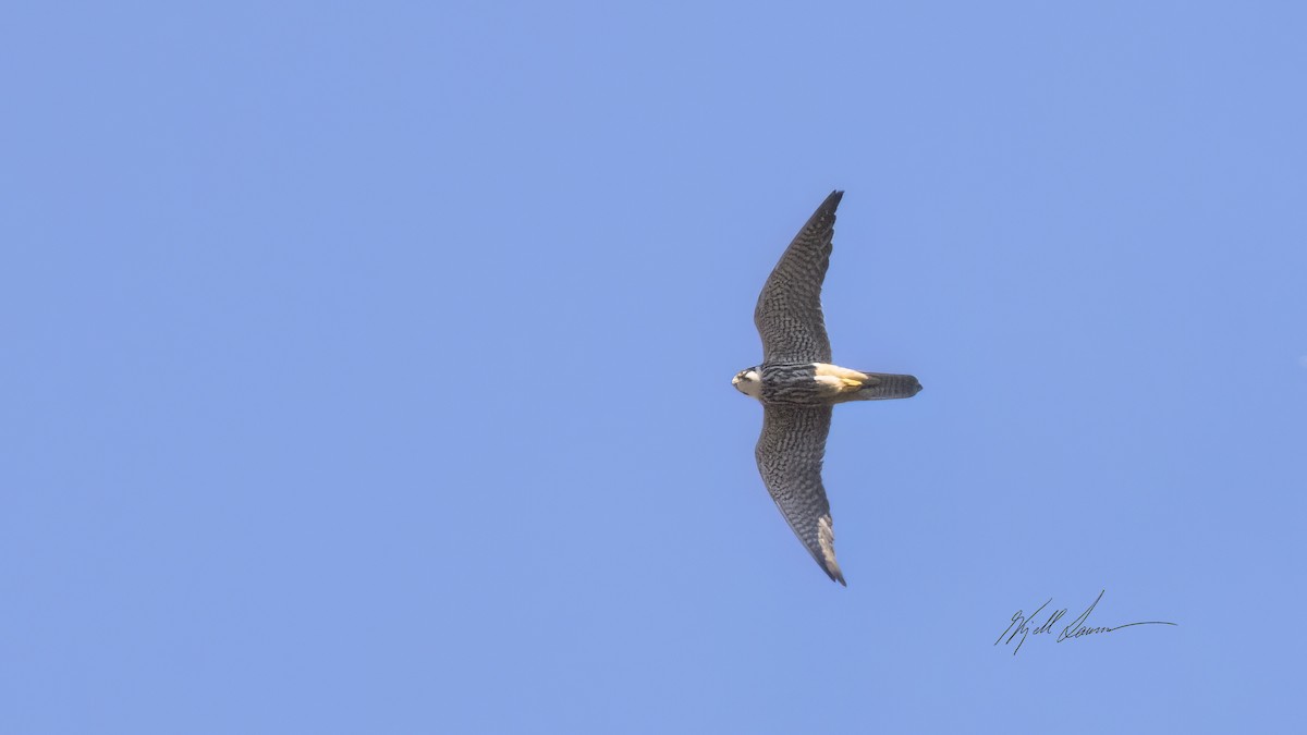 燕隼 - ML640820547