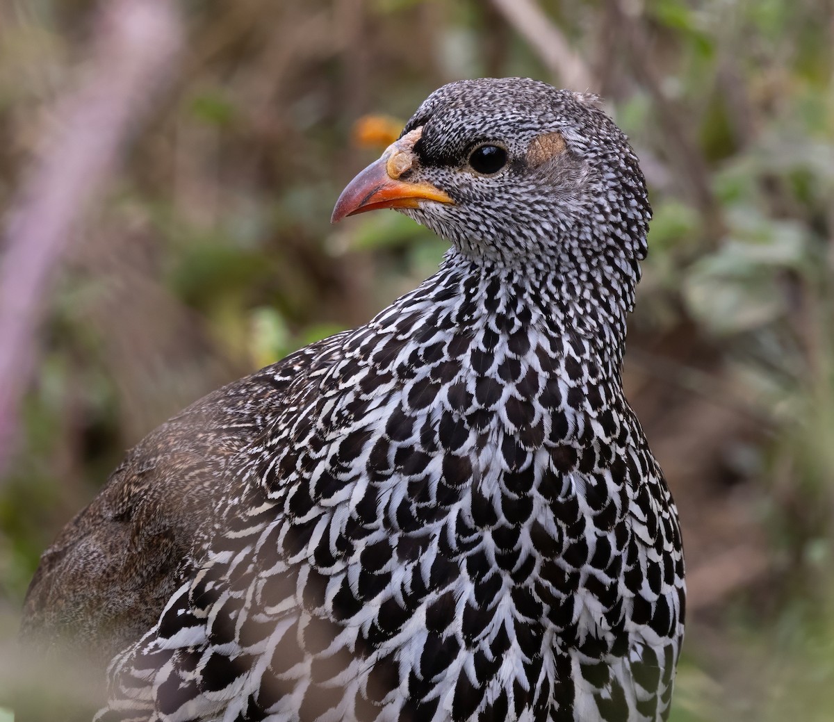 Hildebrandt's Spurfowl - ML640820584