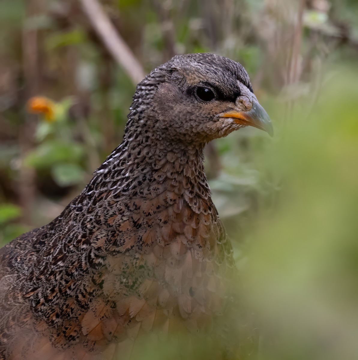 Hildebrandt's Spurfowl - ML640820585