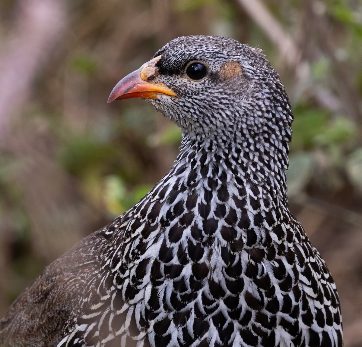 Hildebrandt's Spurfowl - ML640820586