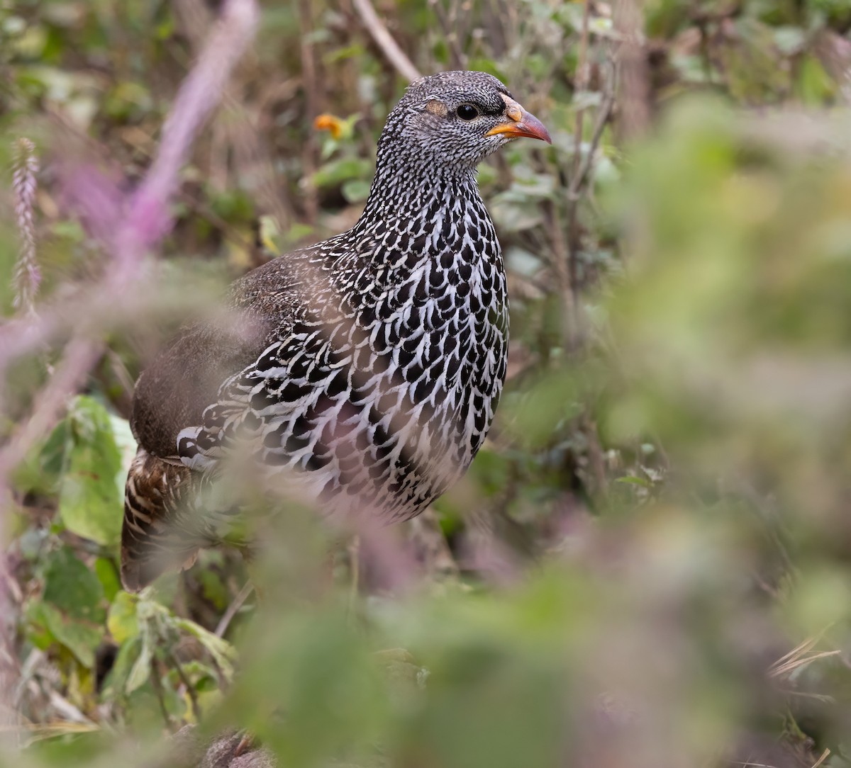 Hildebrandt's Spurfowl - ML640820587