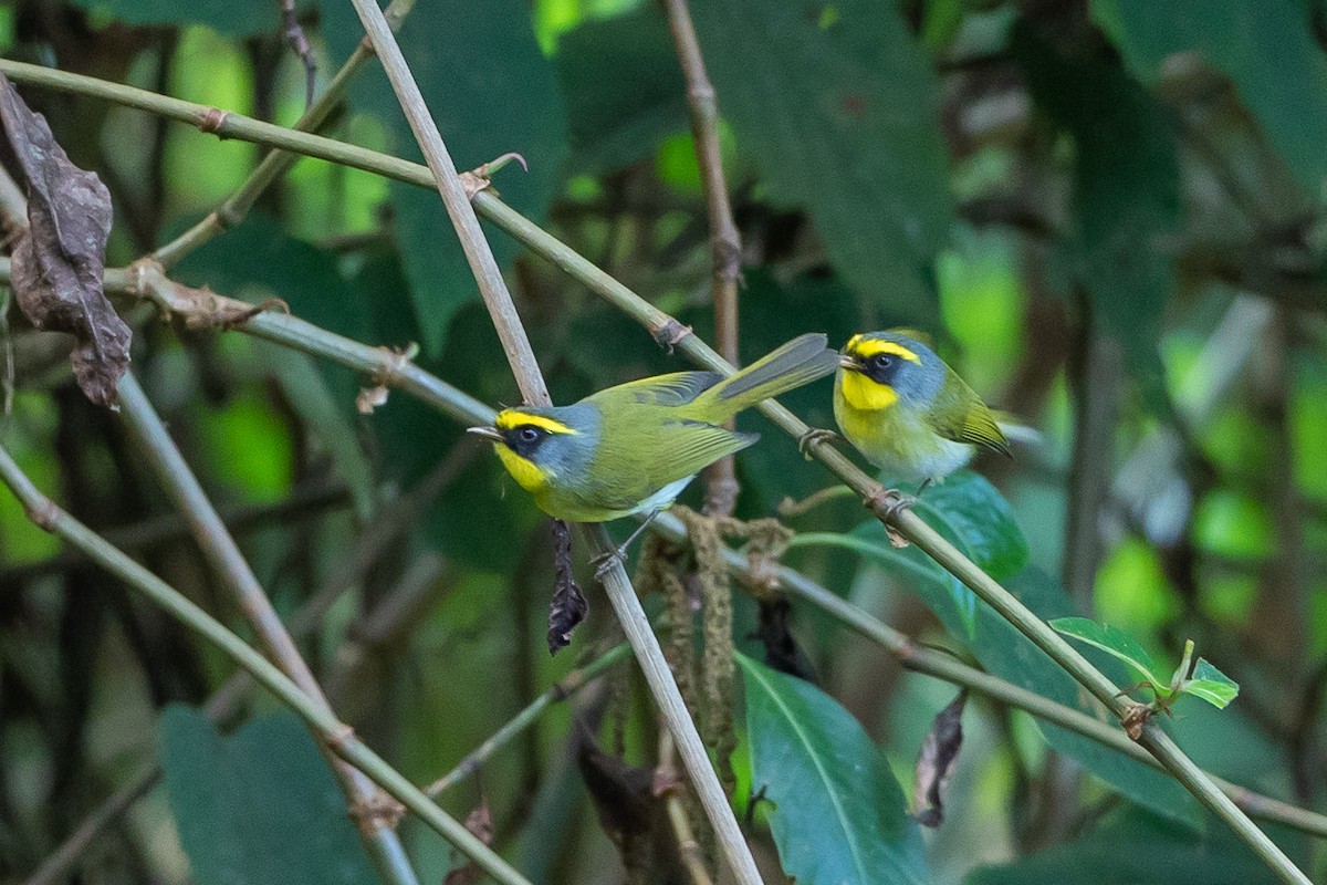 Black-faced Warbler - ML640820648