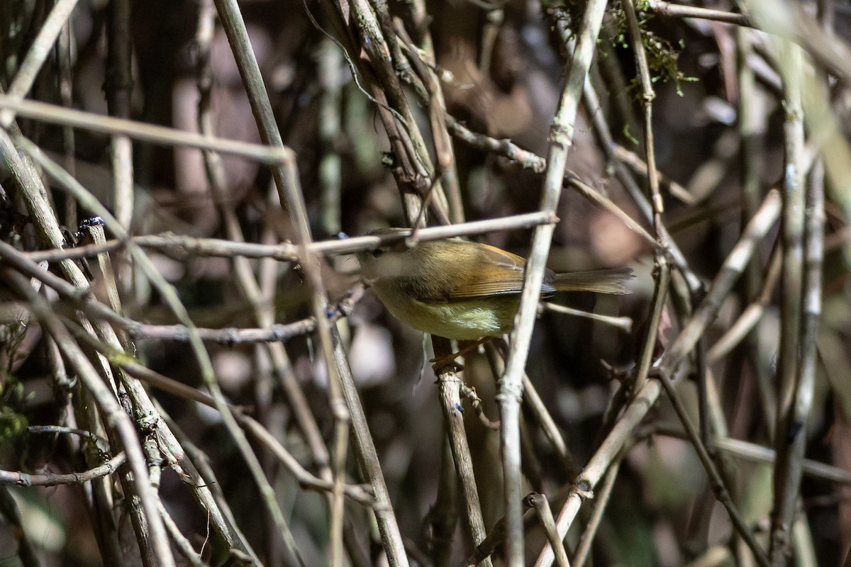 Hume's Bush Warbler - ML640820667