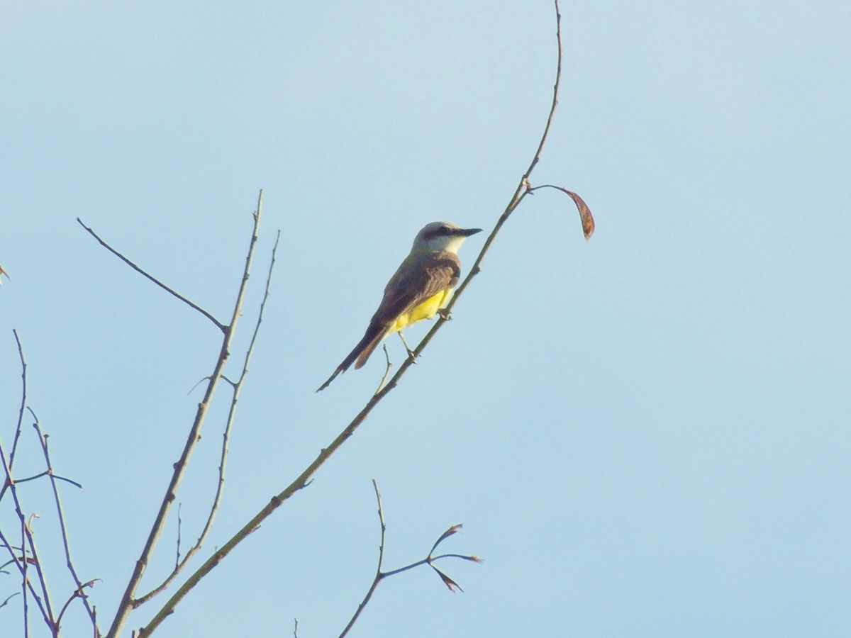 White-throated Kingbird - ML640820668