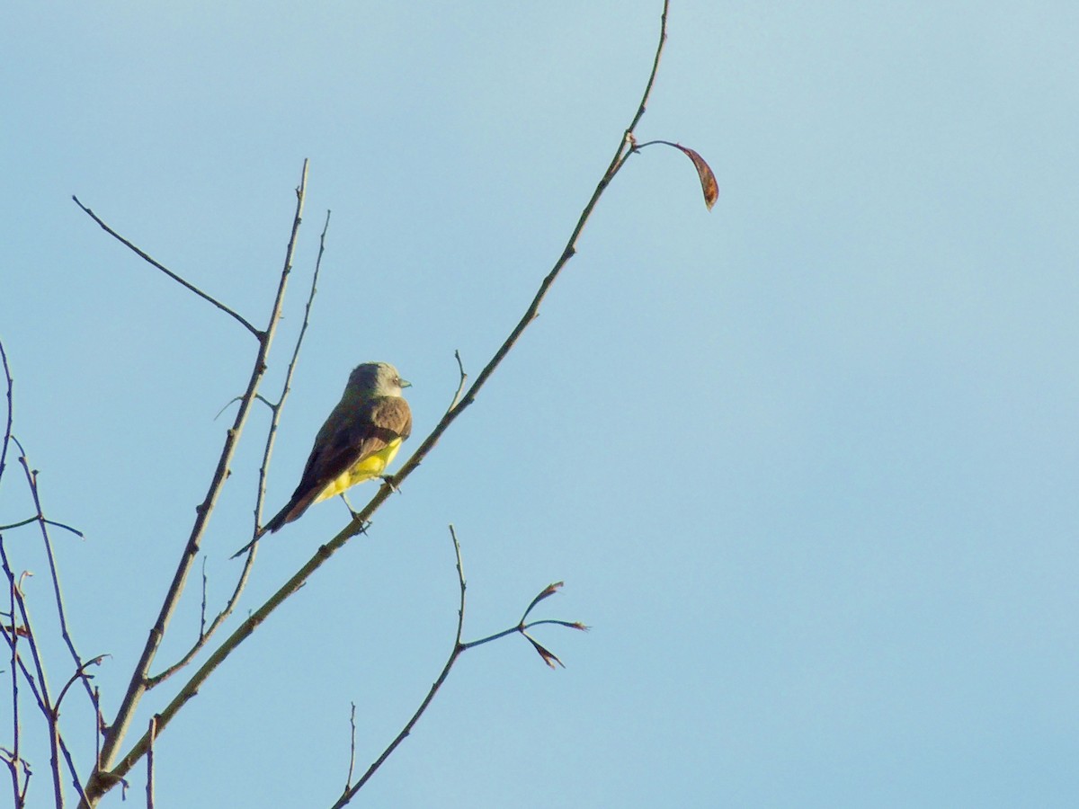 White-throated Kingbird - ML640820669