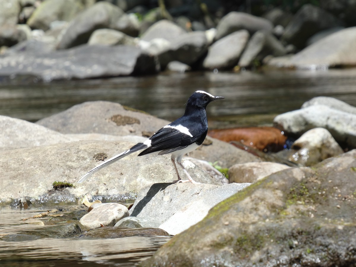 White-crowned Forktail (Javan) - ML640820728