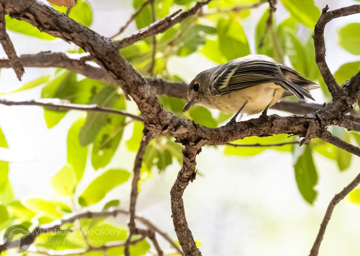 Hutton's Vireo (Interior) - ML640820746