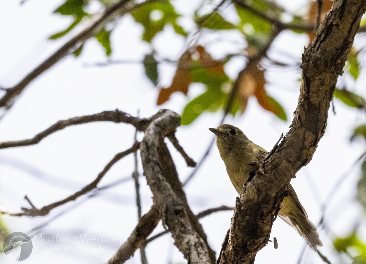 Hutton's Vireo (Interior) - ML640820748