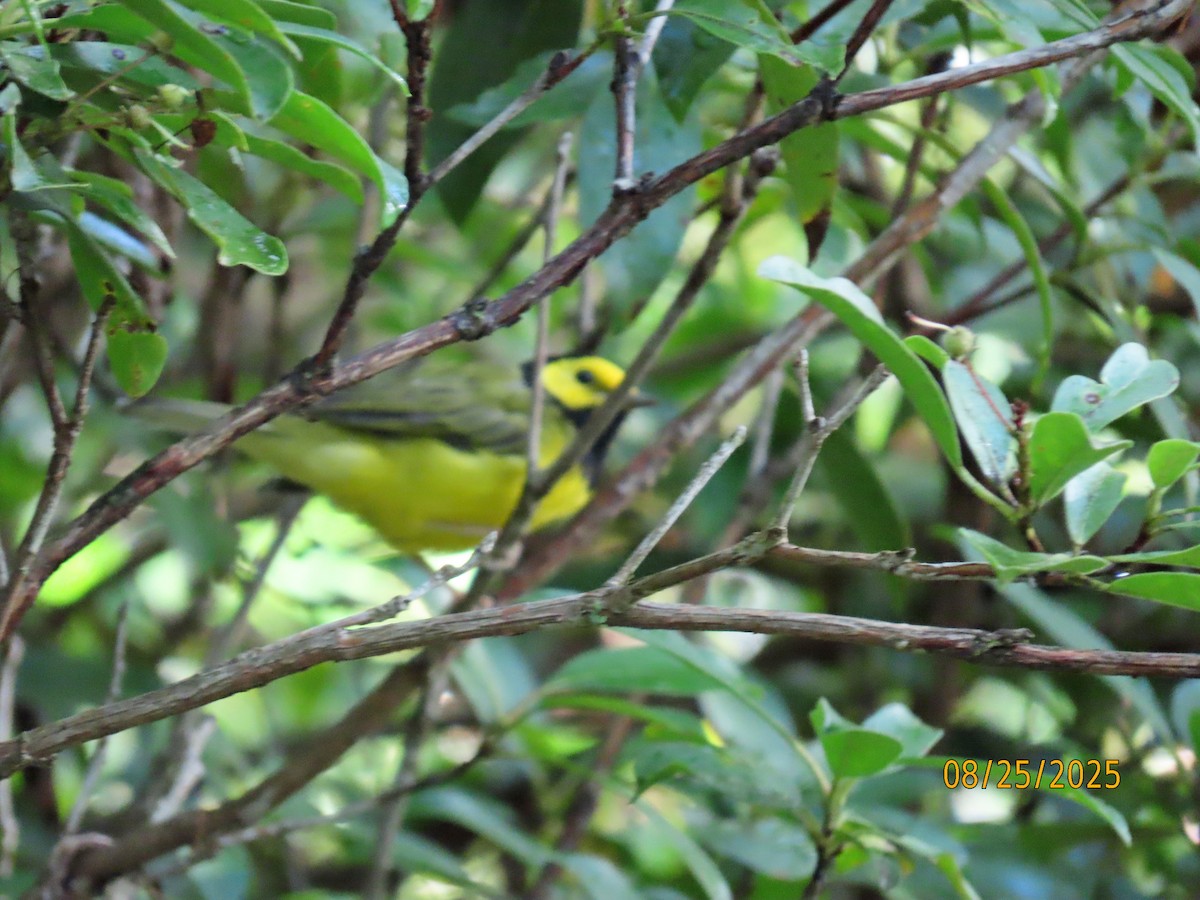 クロズキンアメリカムシクイ - ML640820769