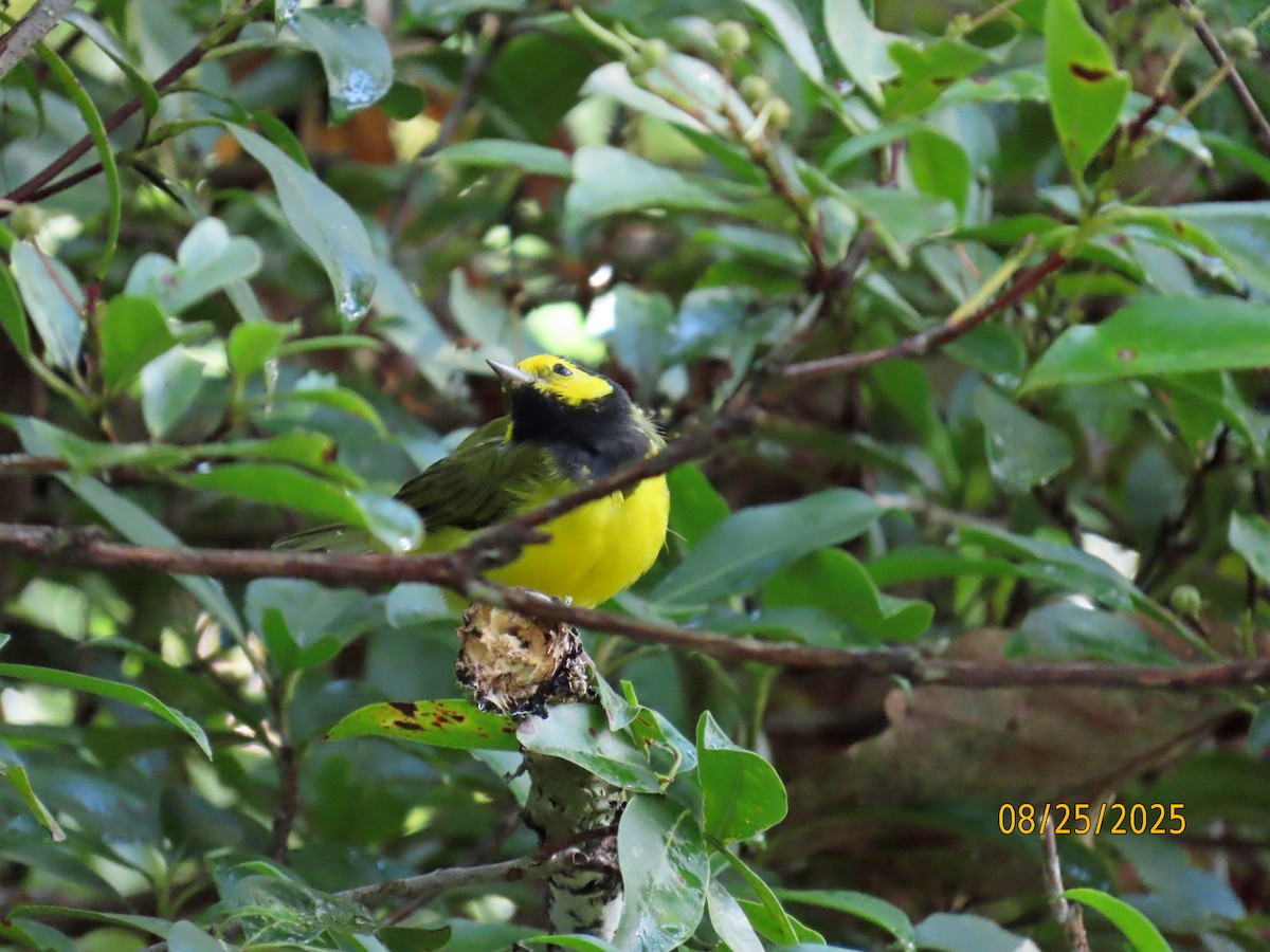 クロズキンアメリカムシクイ - ML640820775