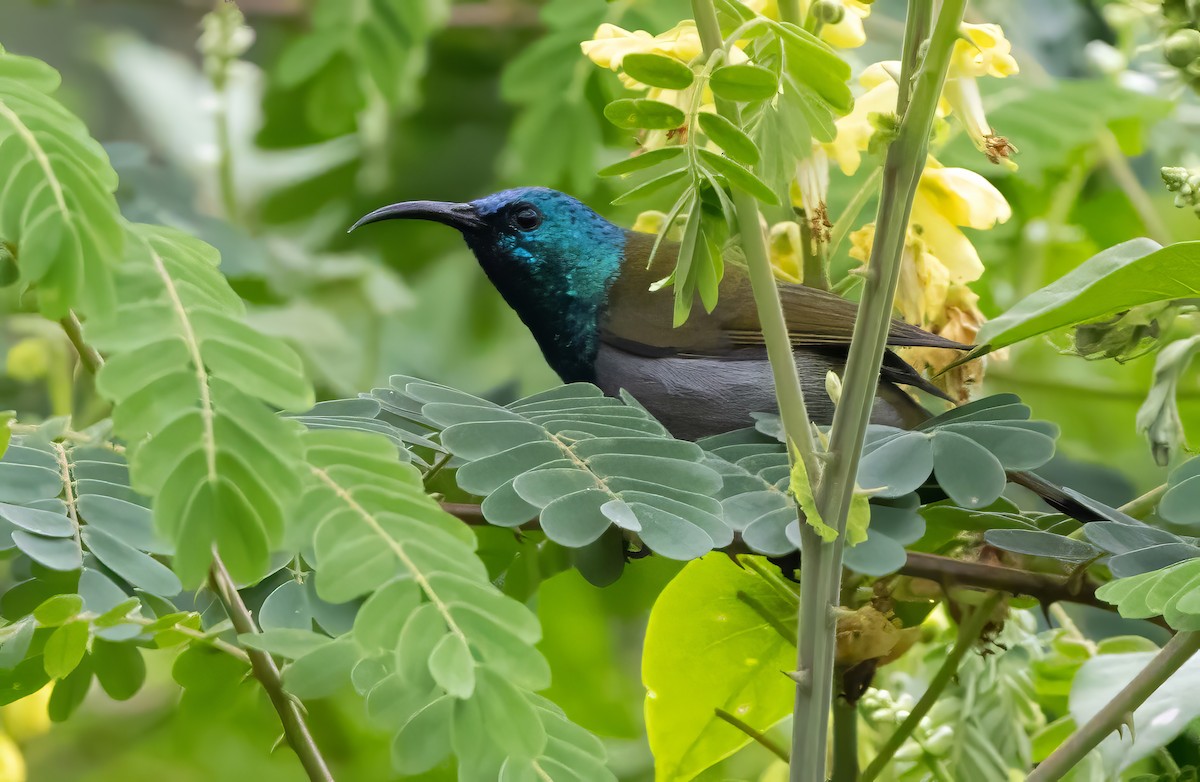 Green-headed Sunbird - ML640820776