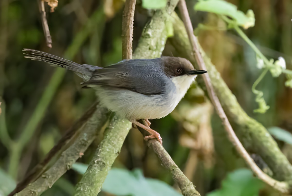 Brown-headed Apalis - ML640820785