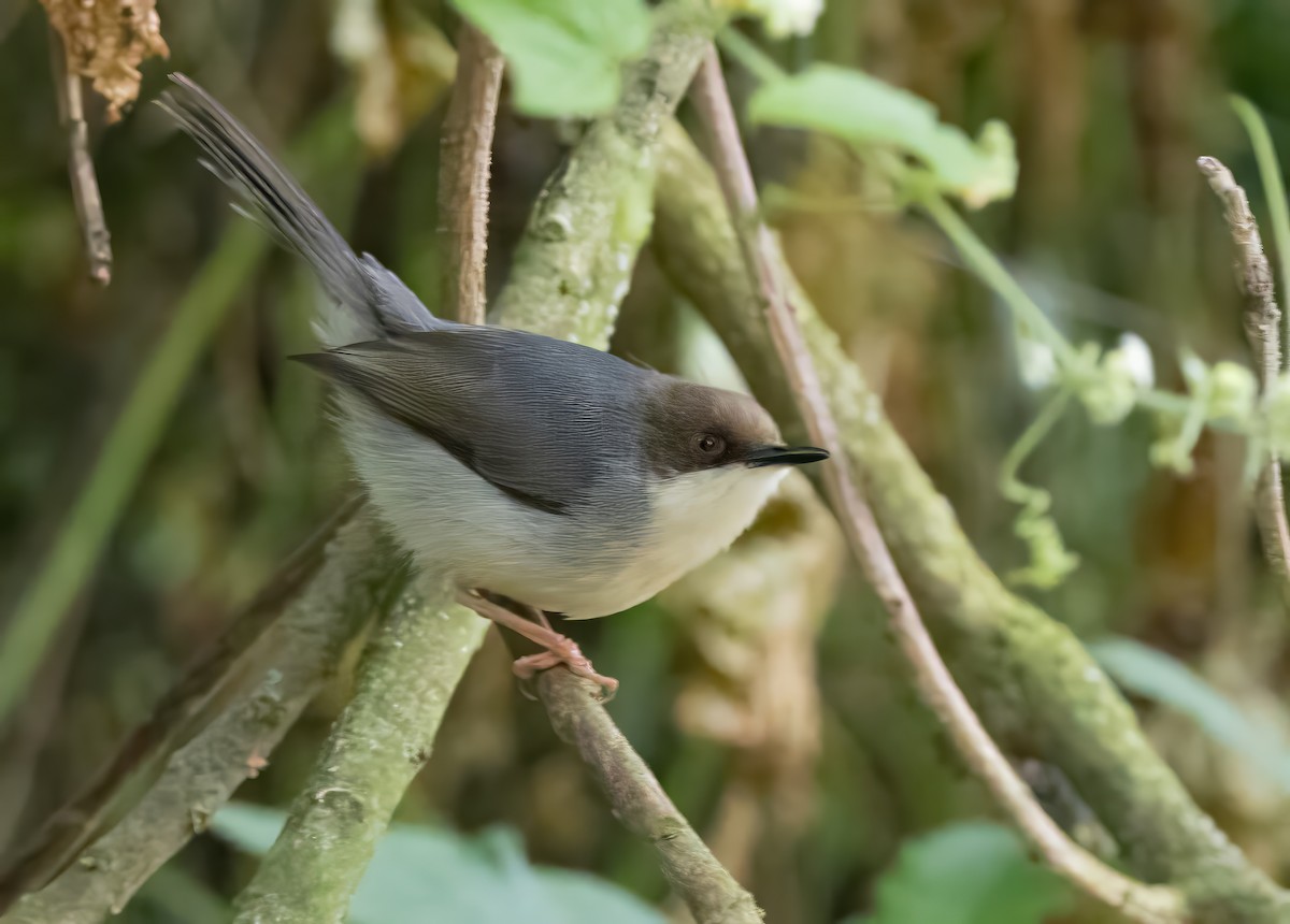 Brown-headed Apalis - ML640820786