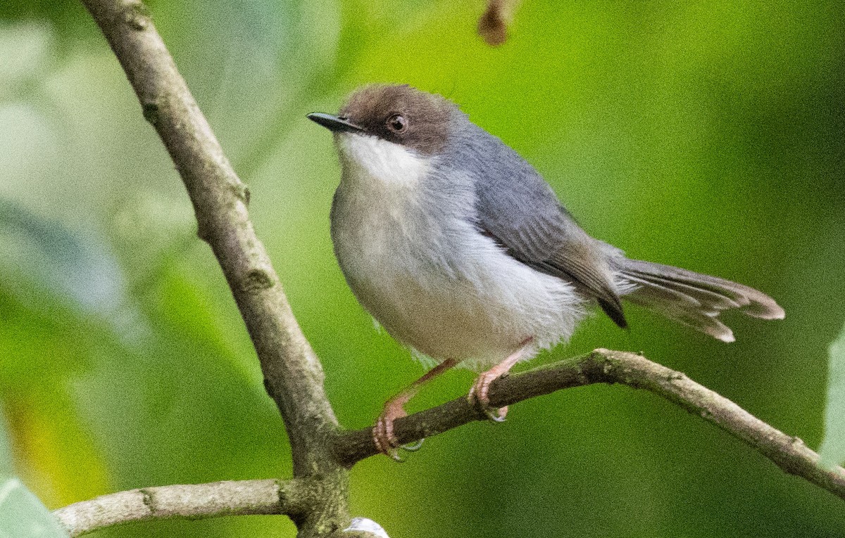 Brown-headed Apalis - ML640820787
