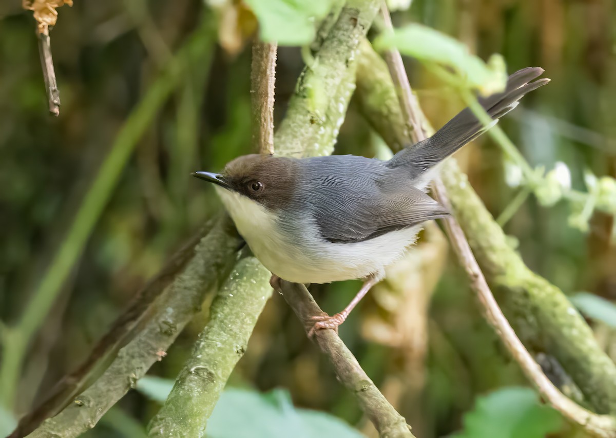 Brown-headed Apalis - ML640820788