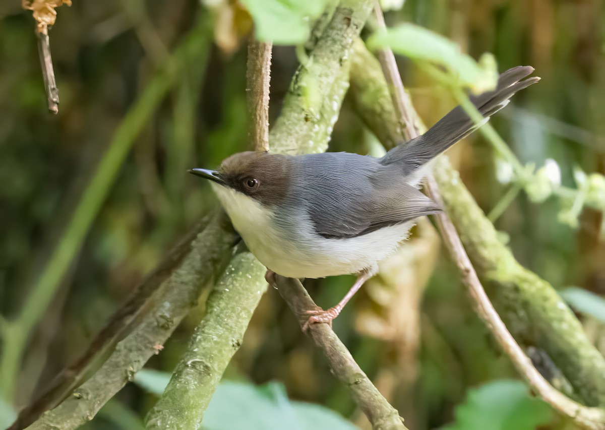 Brown-headed Apalis - ML640820789