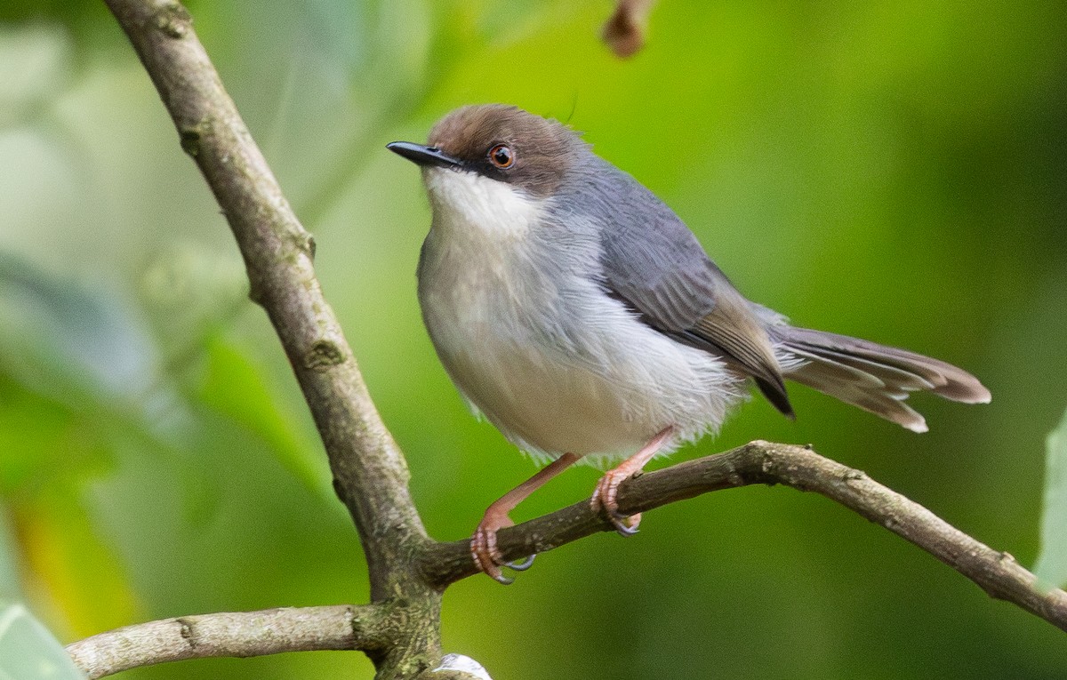 Brown-headed Apalis - ML640820790