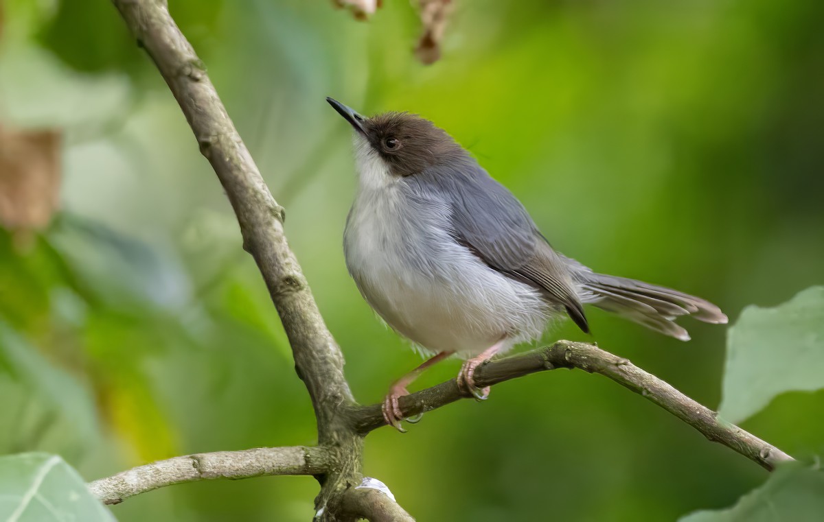 Brown-headed Apalis - ML640820791