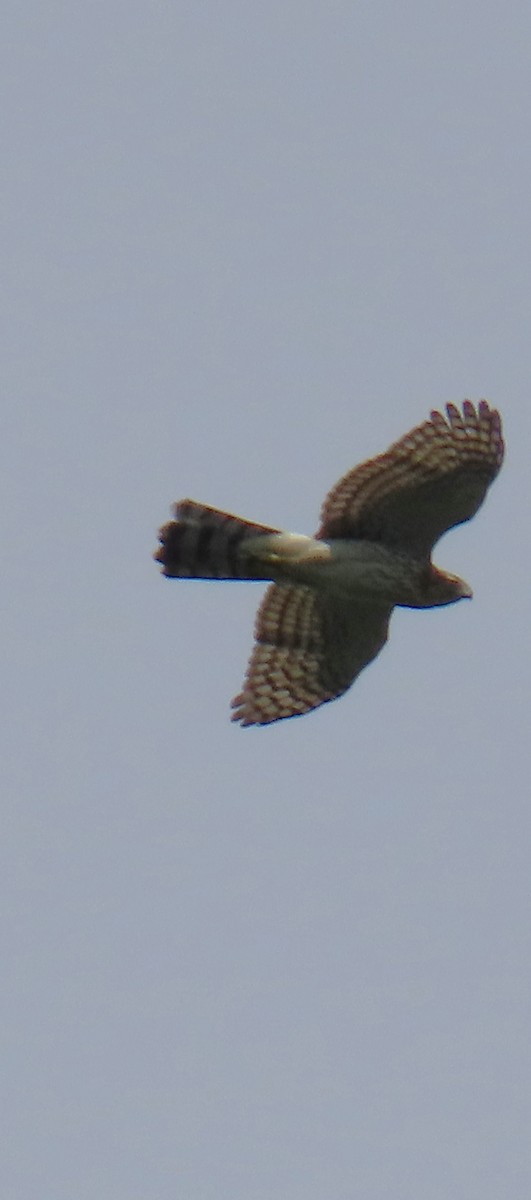 Cooper's Hawk - ML640820837
