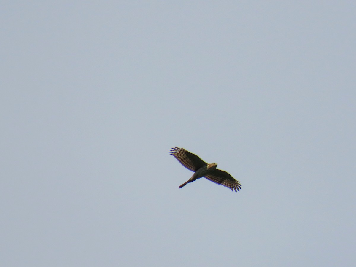 Cooper's Hawk - ML640820841