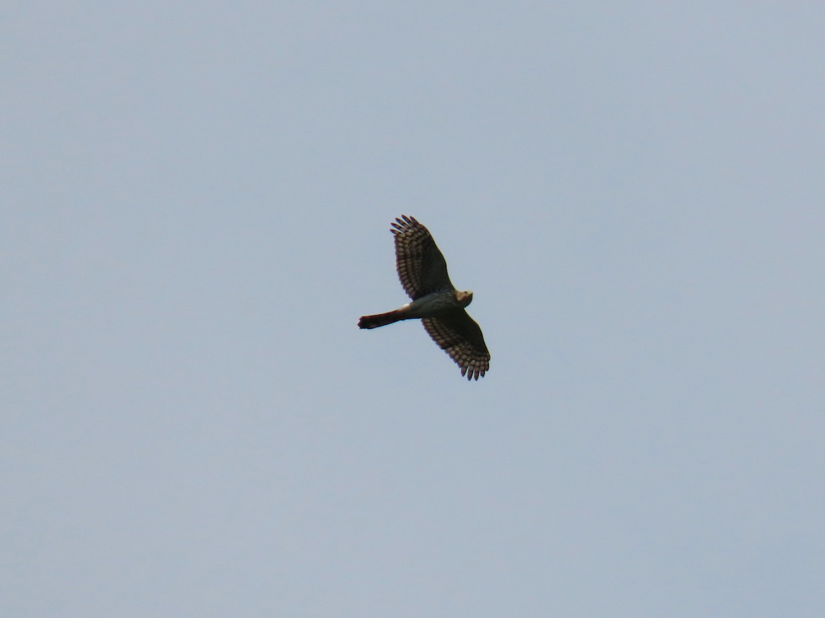 Cooper's Hawk - ML640820842