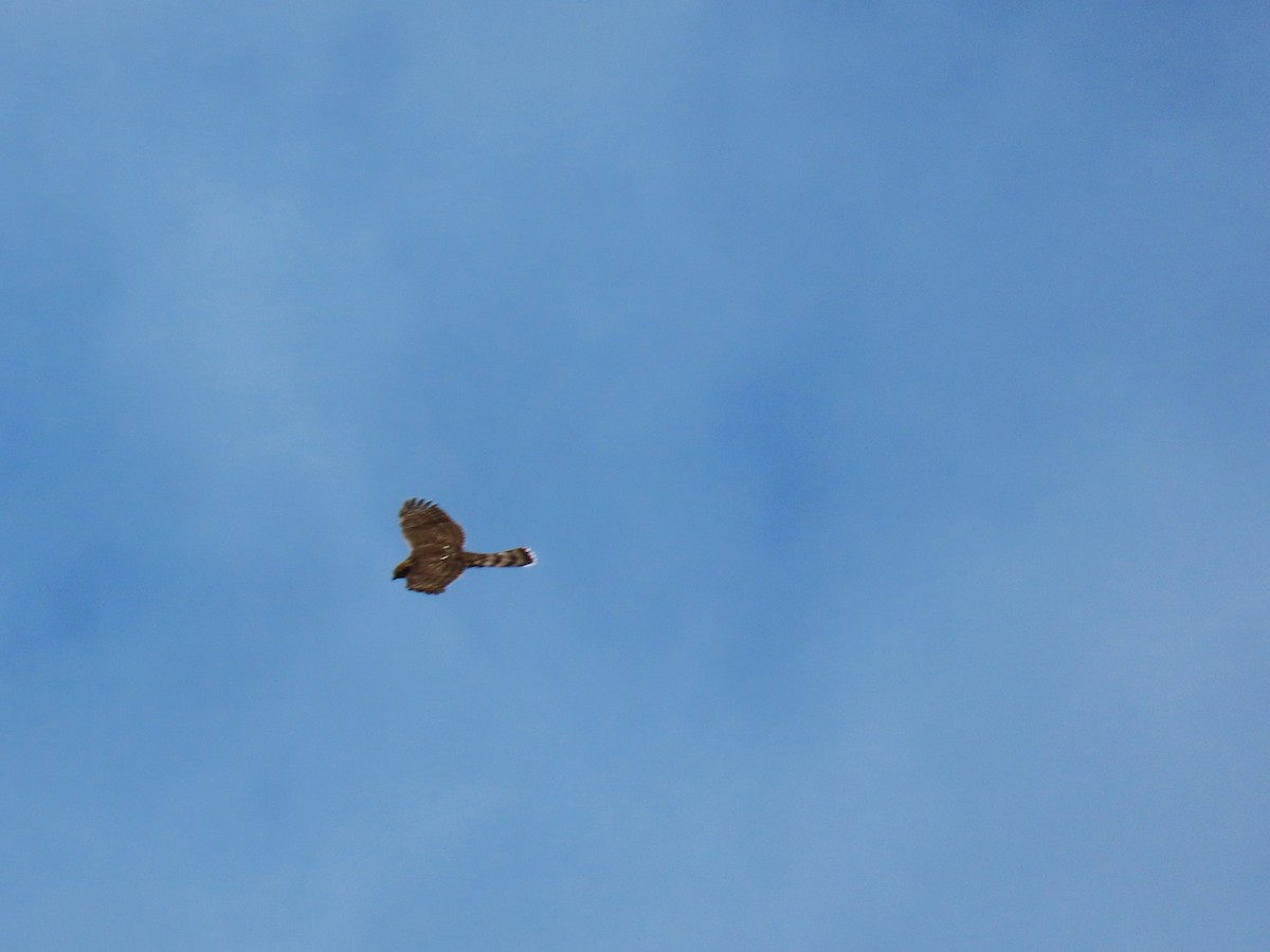 Cooper's Hawk - ML640820843