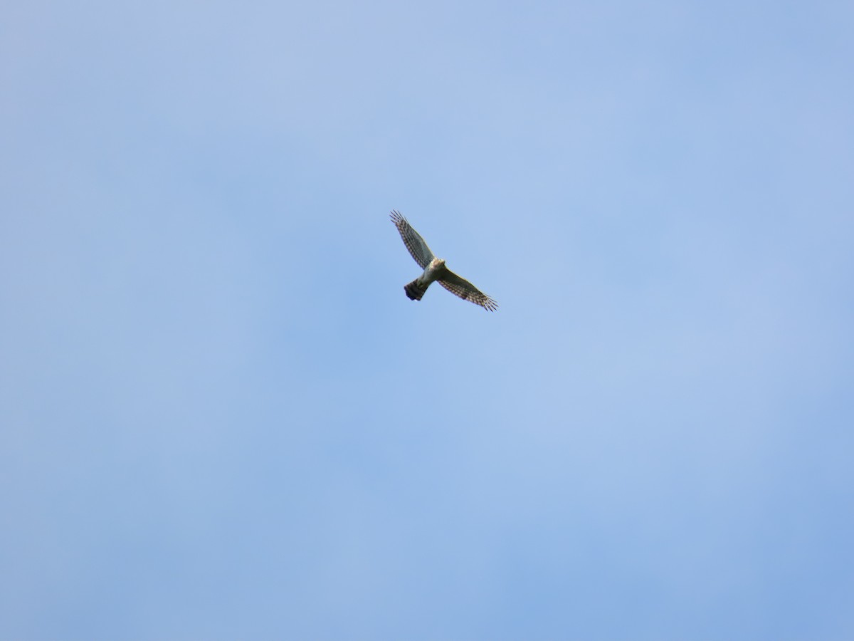 Cooper's Hawk - ML640820844